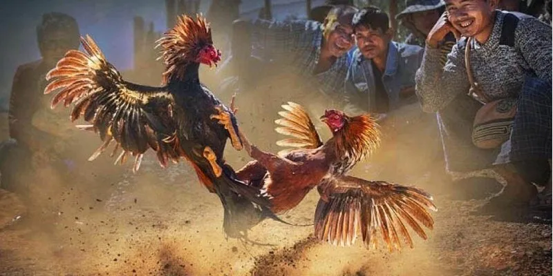 Người chơi tìm hiểu đôi nét về đá gà Campuchia 