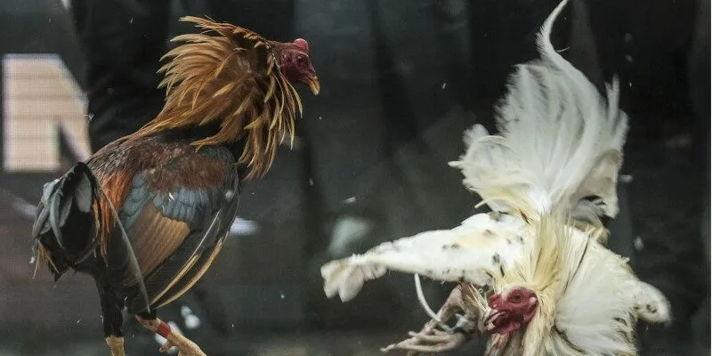 Những cuộc chiến cam go cùng chú kê 